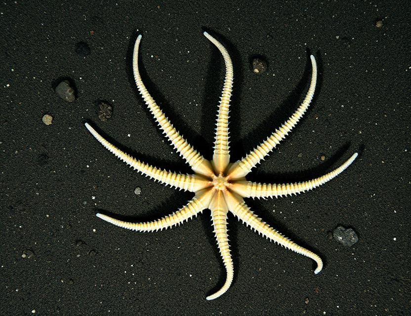 Brittle Star