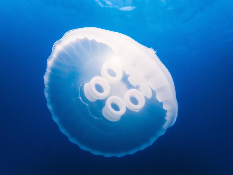 Moon Jellyfish