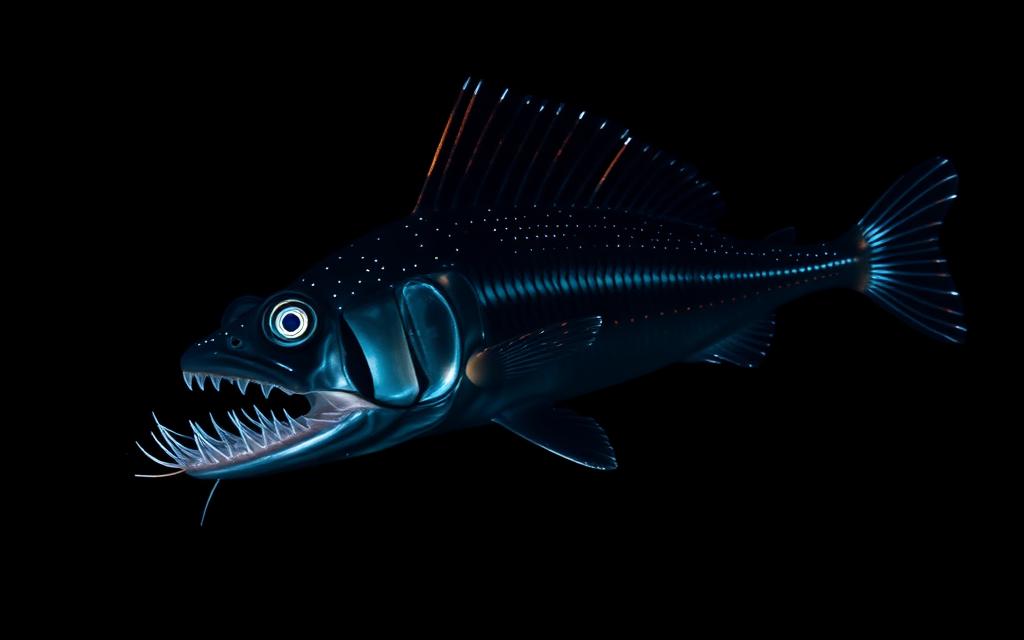 Pacific Viperfish